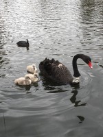 Swan with cygnets